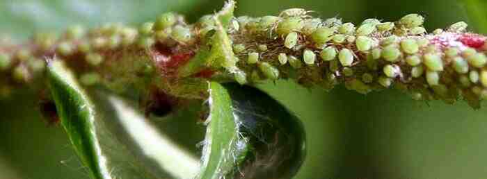 Comment éliminer les parasites des plantes?