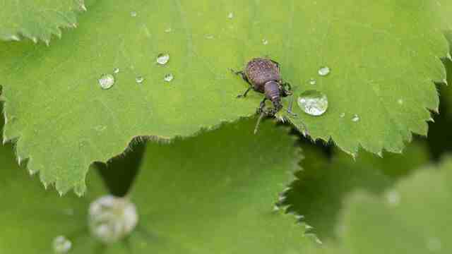 Comment garder un scarabée ?