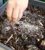 Comment se débarrasser des moucherons dans les plantes d'intérieur?