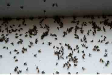 Pourquoi ai-je autant de mouches dans la maison ?