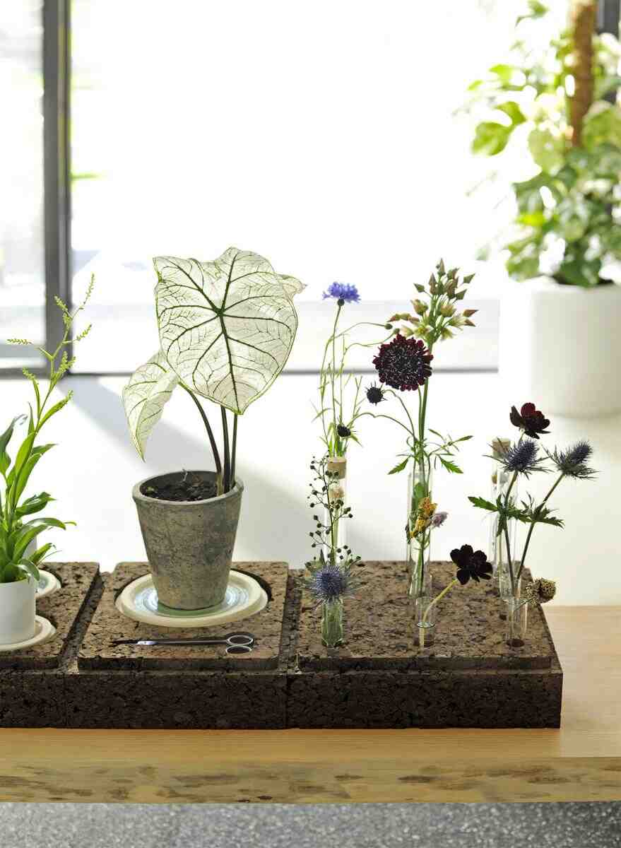 Comment donner un coup de pouce à vos plantes ?