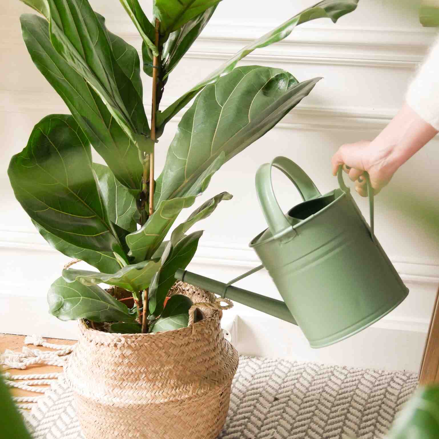Comment entretenir les feuilles de votre plante verte ?