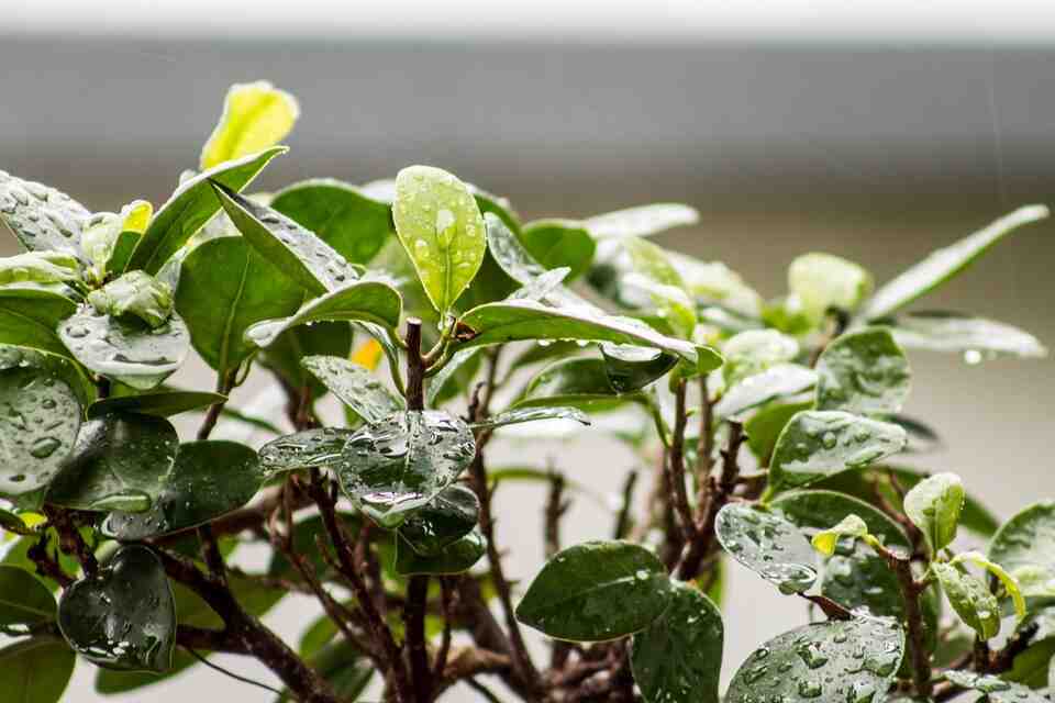 Comment se débarrasser des pucerons des plantes d'intérieur ?