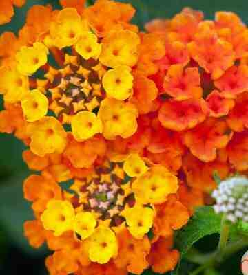 Comment tailler Lantana ?